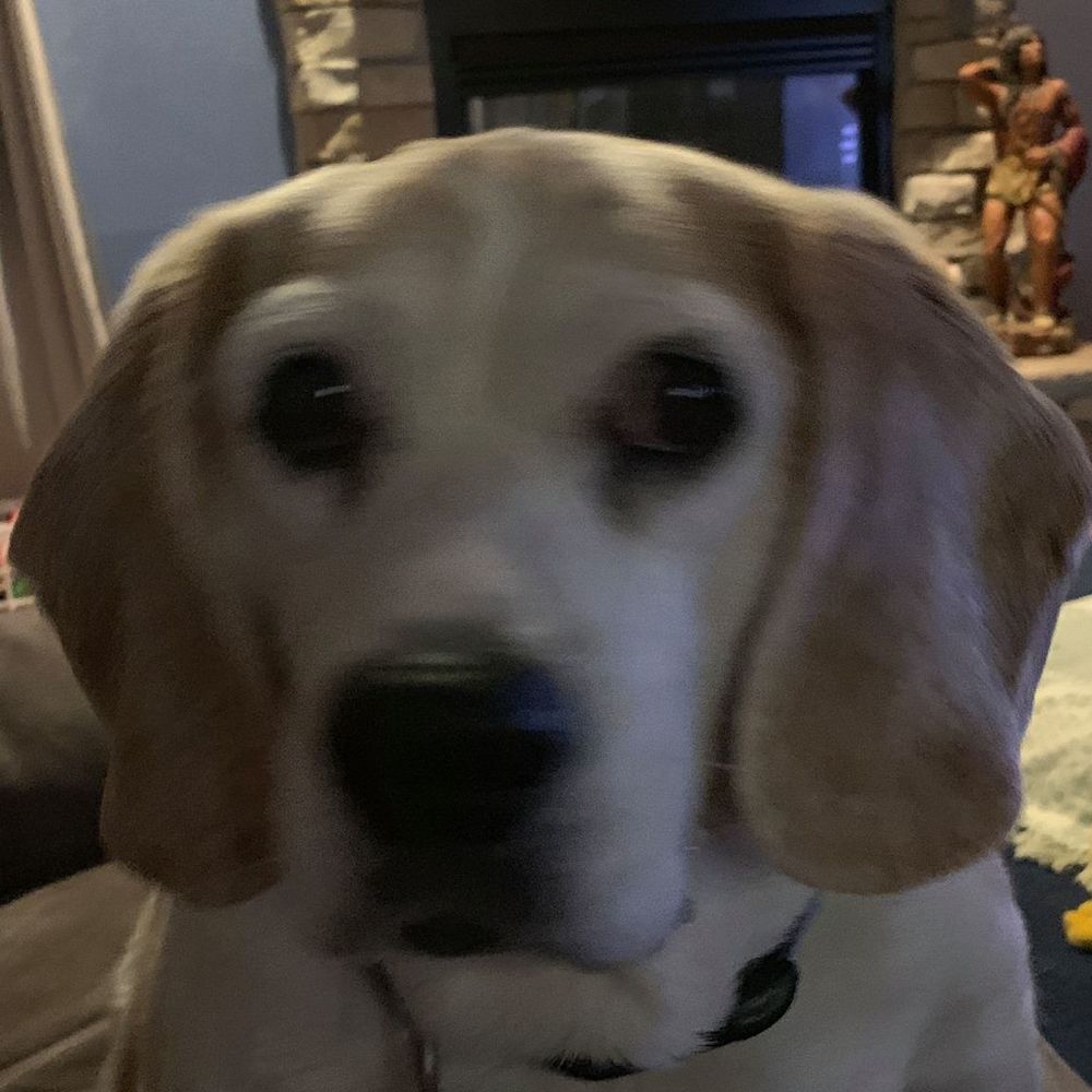 Meet your Posher, Buster